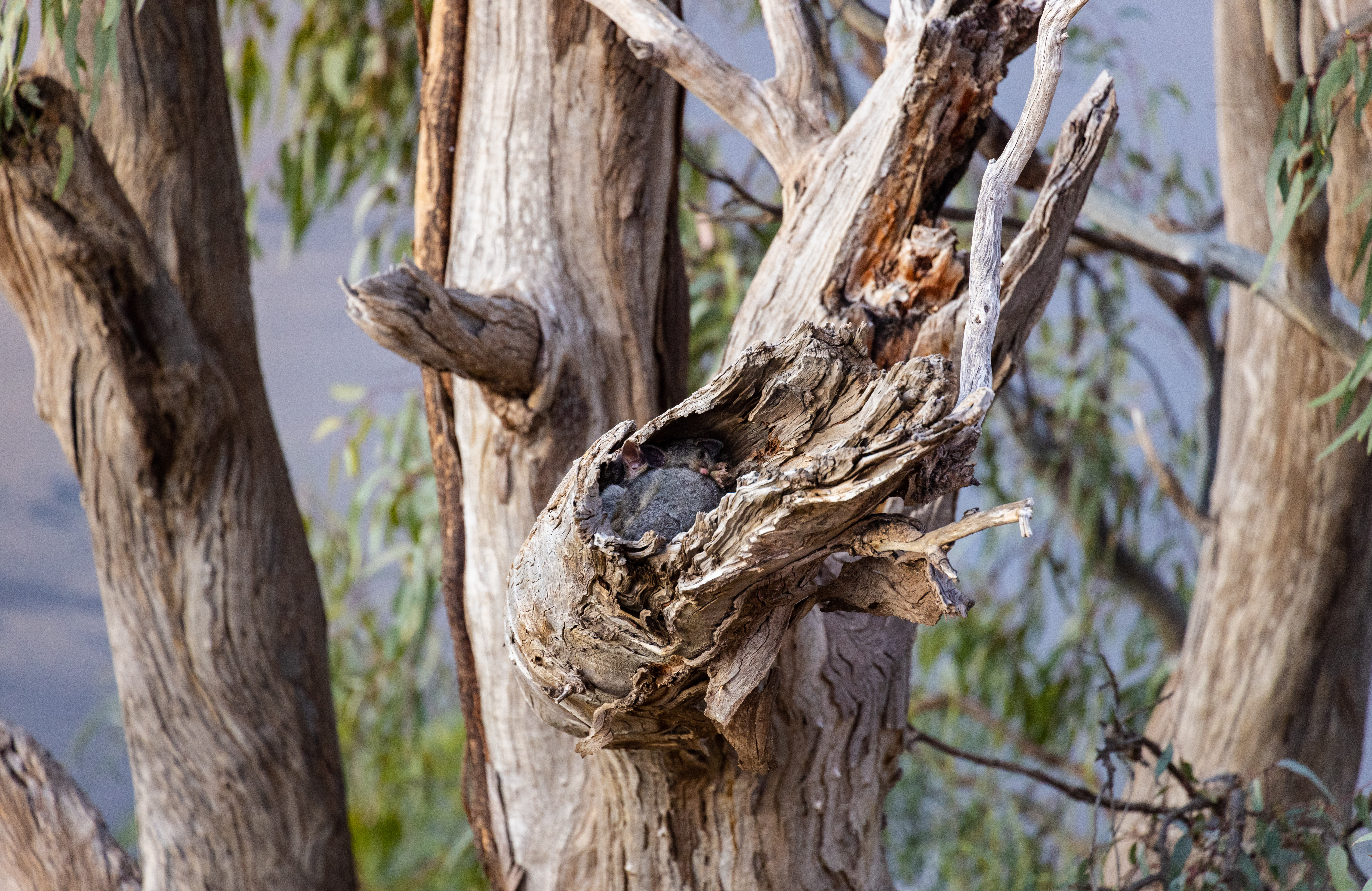 A brushtail possum family sheltering in a Red Gum hollow