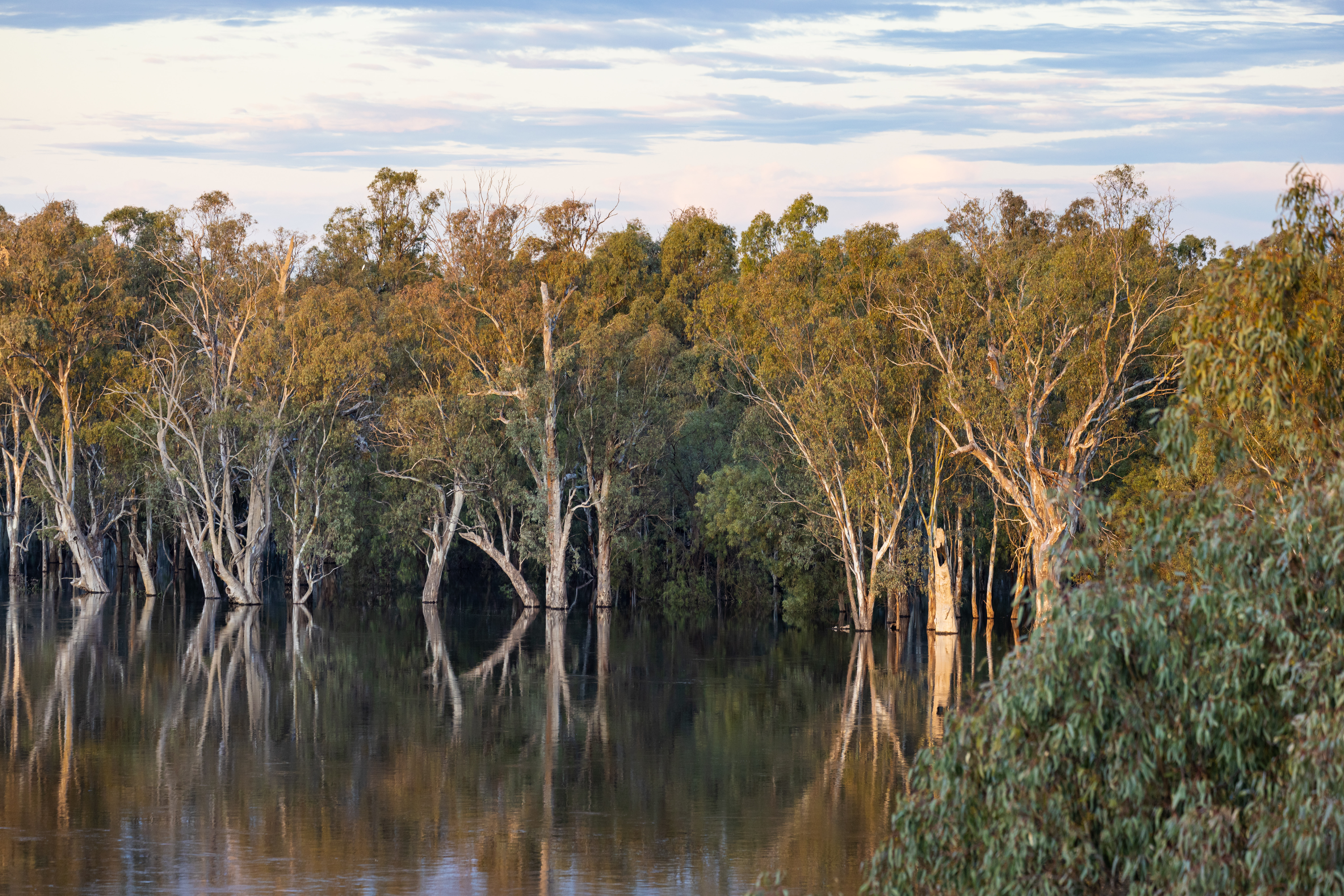 Flooded Red Gum forest on the Murray River at golden hour